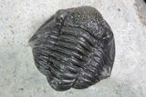 Gerastos Trilobite Fossil - Well Prepared #83348-2